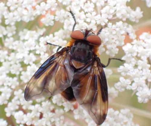 Phasia hemiptera